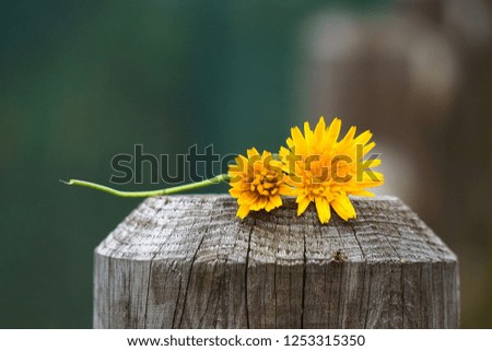 the beautiful yellow flowers in the garden in the nature
