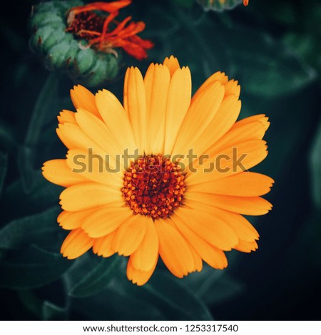                               the beautiful orange flowers in the garden in the nature 