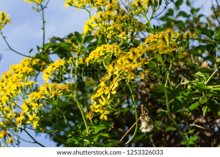 yellow flowers growing on a bush fence