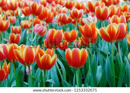 Tulip flower background, Colorful tulips meadow nature in spring, close up 