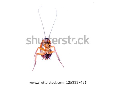 close-up young cockroach isolated on white background
