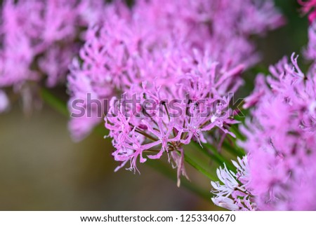 Pink nerine flowers, undulata