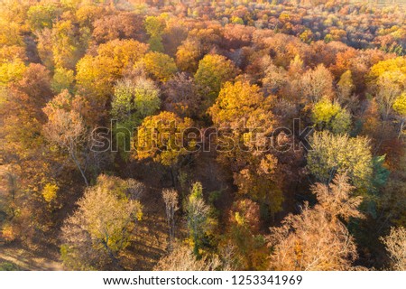 bird view of a forest in autumn