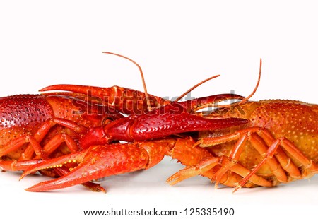 two crayfish isolated on white