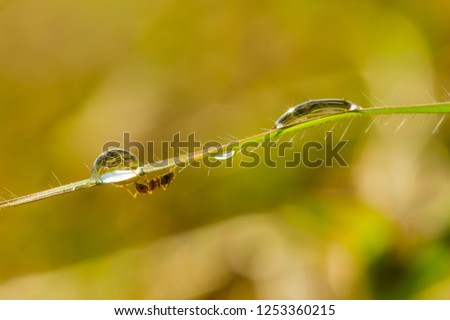 Morning dew drop on a green grass with a tiny an ant 