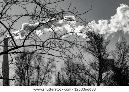 ecology, smoke in the sky, trees without leaves, black and white photo