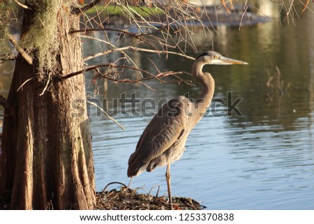 Great blue heron at the lake shoreline