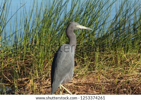 Great blue heron in a patch of grass in the lake