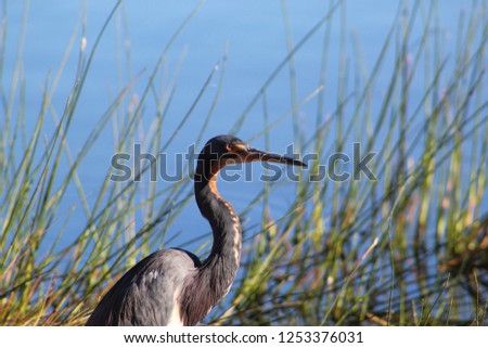 Great blue heron in a patch of grass in the lake