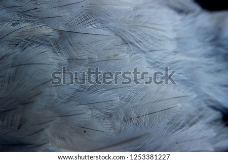 Common raven feathers background.