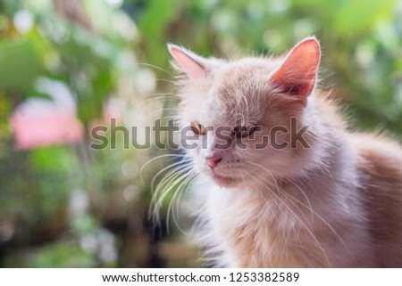 Portrait of yellow cat resting  on old wood