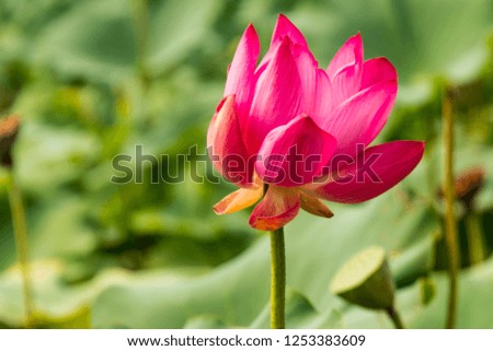 Lotus bloom in Beijing park