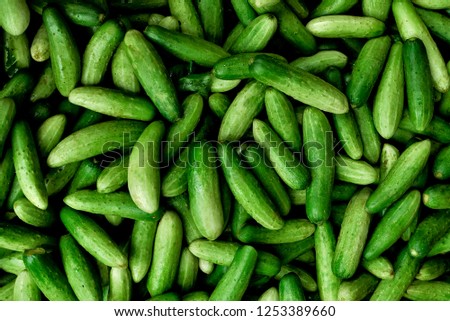 Cucumber background Cucumber harvest. many cucumbers. cucumbers from the field. Royalty-Free Stock Photo #1253389660