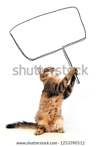 cat dreamer holding board in paws on white background