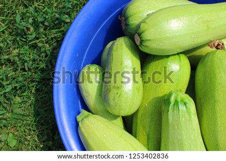 natural, organic zucchini
