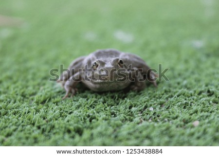 Close up photography of one frog over grass and leaves with nature background