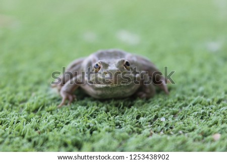 Close up photography of one frog over grass and leaves with nature background