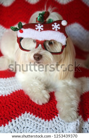 Funny Dog Photo. A beautiful white dog pose while wearing Christmas Fashion Glasses. Red and white quilt background. 