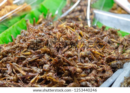 Insects sold in the market.