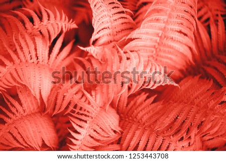 Beautiful fern leaves foliage. Natural floral fern background. Living Coral creative and moody color of the picture.