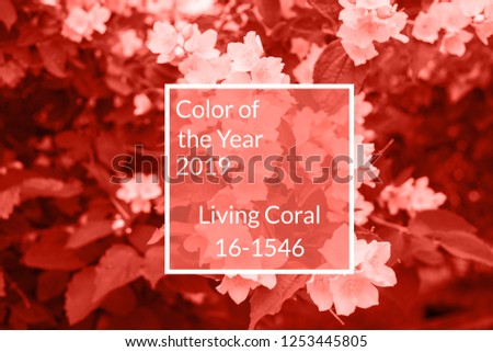Living Coral background made of fresh jasmine flowers and leaves, copy space. Color of the year 2019. Nature floral background
