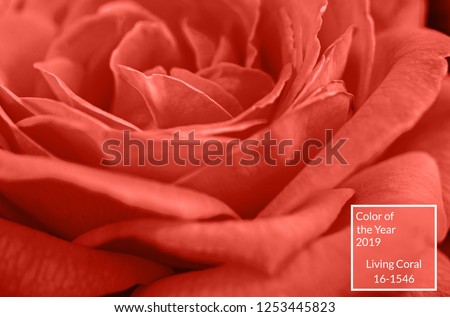 Living Coral background, copy space. Fresh rose flower, close up.  Color of the year 2019. Nature floral background. Valentine's Day, Woman's Day (March 8), Mother's Day, birthday