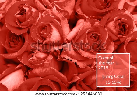 Living Coral background, copy space. Fresh rose flowers, close up.  Color of the year 2019. Nature floral background. Top view, flat lay. Valentine's Day, Woman's Day (March 8), Mother's Day, birthday