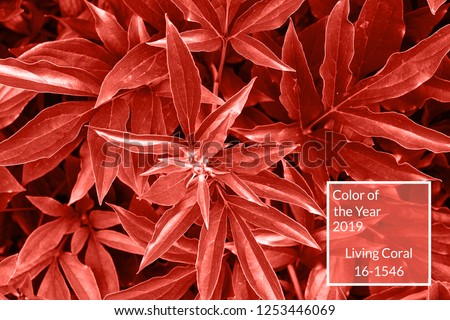 Living Coral background. Fresh peony leaves, copy space. Color of the year 2019. Nature  background. Top view, flat lay