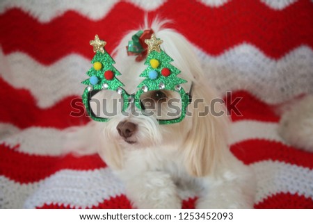Funny Dog Photo. A beautiful white dog pose while wearing Christmas Fashion Glasses. Red and white quilt background. 