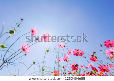 blurred photo,Cosmos Flower in the winter and the Cosmos Field. 