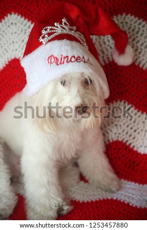 Christmas Dog Photo. A small white dog wears a Santa Hat for a Christmas Portrait. Red and white background.