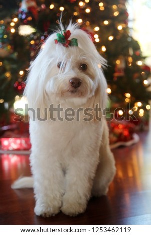 Christmas Dog Portrait. A beautiful Maltese Mix dog poses for her Christmas Photos. Christmas Tree out of focus in background. Dog Holiday Fashion Shoot. 
