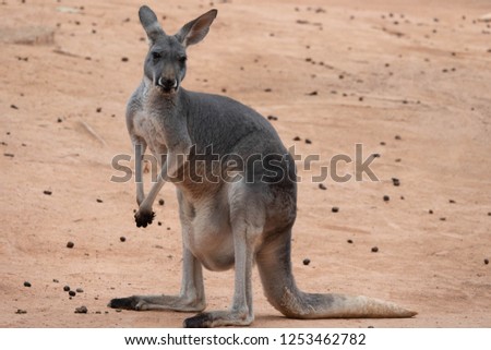 big kangaroo in zoo