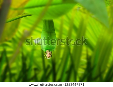 Human insect hanging upside down amoung plants