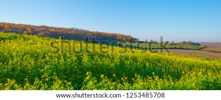Flowering farmland on a hill with vegetables below a blue sky at fall