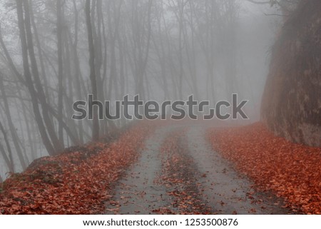 Fog in beech forest. Sochi national Park, Caucasus mountains. Russia