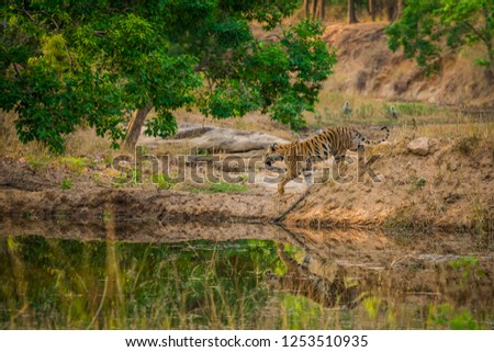 wild female tiger cub stroll in her mother territory with reflection in water at bandhavgarh national park or forest tiger reserve madhya pradesh India asia - panthera tigris tigris