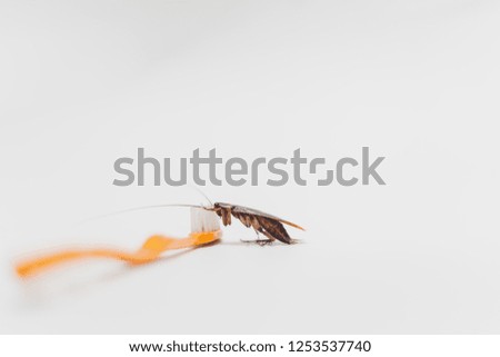 Close up of cockroaches on a toothbrush isolated from white background.