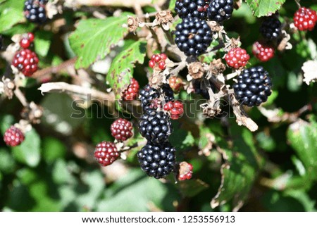 blackberries on vine, wild berries ready to be picked Stock photo.