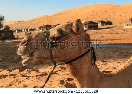 Close up view to the Head of Camel in Wahiba Desert, Oman 