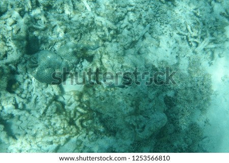 Underwater view with hard corals in ocean sea water