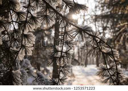 Forest under snow on a sunny day, note shallow depth of field