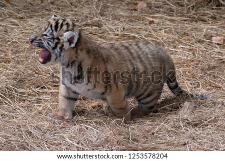 Tiger cub in the background of hay