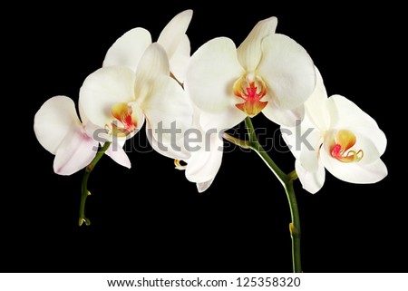 light orchid flowers isolated on black background