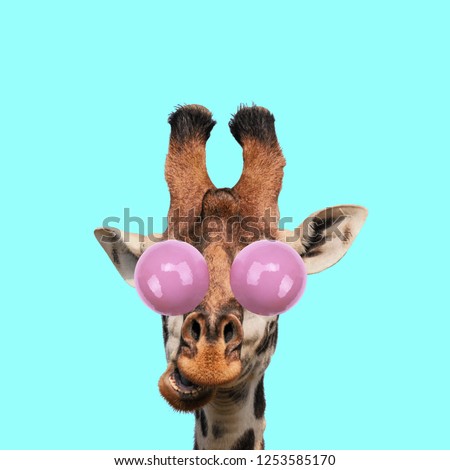 Modern art collage. Concept giraffe with bubble gum on color background. Funny animals.