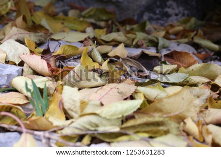 Close up perspective view of dead yellow tree leaves fall on the ground. Pattern of dry foliage with gravels. Natural abstract picture taken in France during the autumn season.  