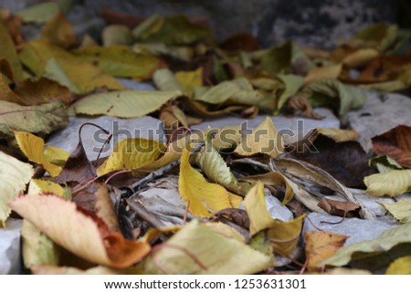 Close up perspective view of dead yellow tree leaves fall on the ground. Pattern of dry foliage with gravels. Natural abstract picture taken in France during the autumn season.  