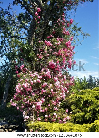 Apple Tree and Roses