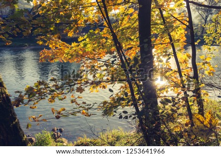 colorful autumn tree over Dunajec river, Poland