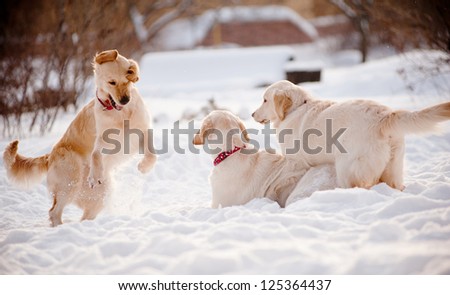 dogs play in snow